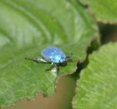 Hoplia coerulea