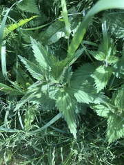 Urtica dioica
