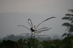 Lonchura leucogastroides