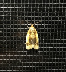 Clepsis melaleucanus