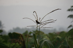 Lonchura leucogastroides