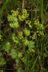Alchemilla micans