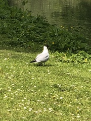 Chroicocephalus ridibundus