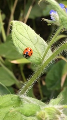 Coccinella septempunctata