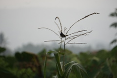 Lonchura leucogastroides