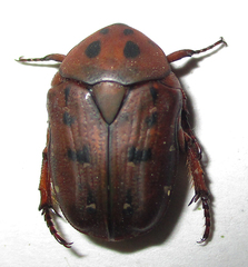 Tephraea leucomelona