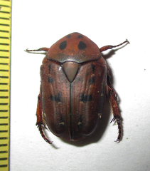 Tephraea leucomelona