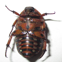 Tephraea leucomelona