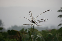 Lonchura leucogastroides