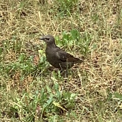 Sturnus vulgaris