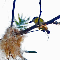 Black-Headed Tody-Flycatcher photo 2