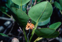 Aegialitis rotundifolia