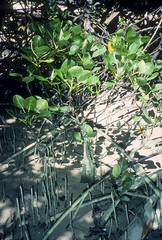 Aegialitis rotundifolia