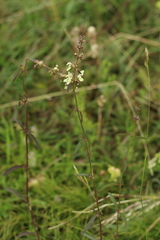 Stachydeae