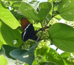 Siproeta epaphus epaphus