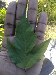 Viburnum trilobum image