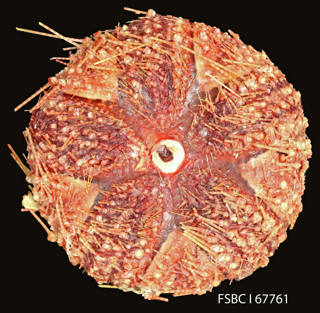 Magnificent Urchin