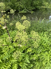 Angelica archangelica