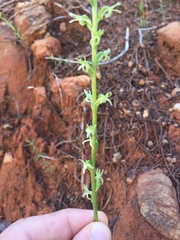 Platanthera leptopetala