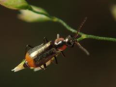Axinotarsus pulicarius
