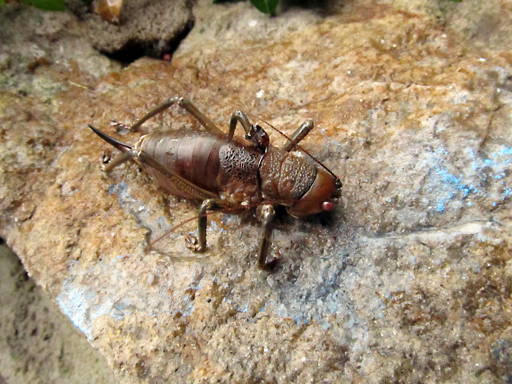 Liparoscella