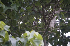 Pycnonotus aurigaster