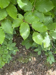 Fagus sylvatica