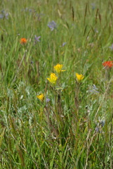 Castilleja levisecta