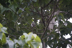 Pycnonotus aurigaster