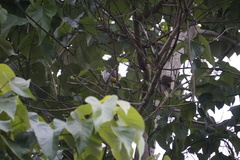 Pycnonotus aurigaster