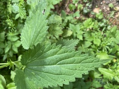 Urtica dioica