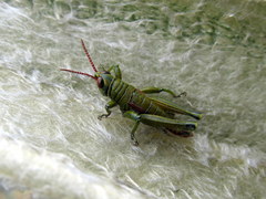 Agesander ruficornis