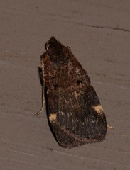 Hydrillodes funestalis