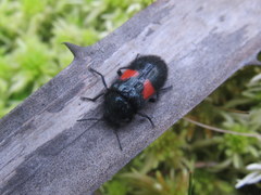 Astylus aulicus
