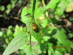Phyllobrotica quadrimaculata