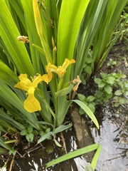 Iris pseudacorus
