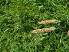 Alopecurus pratensis