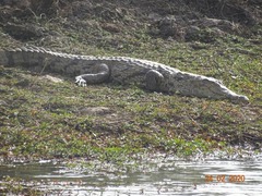 Crocodylus suchus