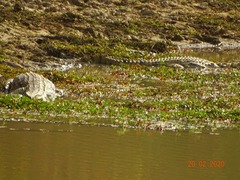 Crocodylus suchus
