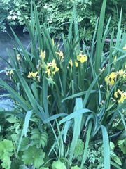 Iris pseudacorus