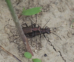 Cylindera germanica