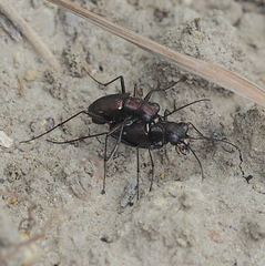 Cylindera germanica