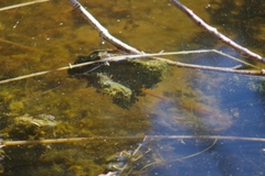 Lithobates pipiens