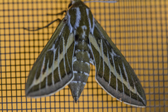 Hyles livornicoides