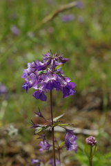 Collinsia grandiflora