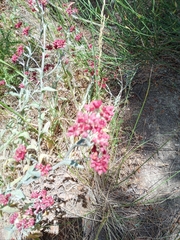 Helichrysum sanguineum
