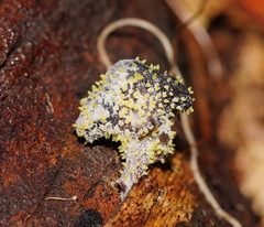 Neobarya agaricicola