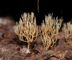 Phaeoclavulina ochracea