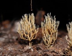 Phaeoclavulina ochracea