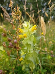 Rhinanthus alectorolophus